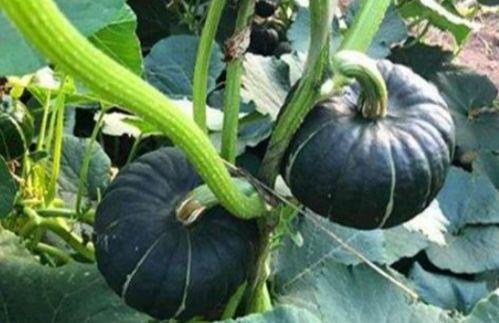 东北吃瓜网红是谁啊,揭秘网络红人的崛起之路 第3张 东北吃瓜网红是谁啊,揭秘网络红人的崛起之路 第3张